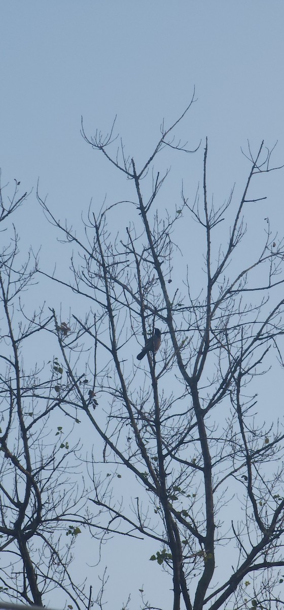 vrána šedá - ML645635559