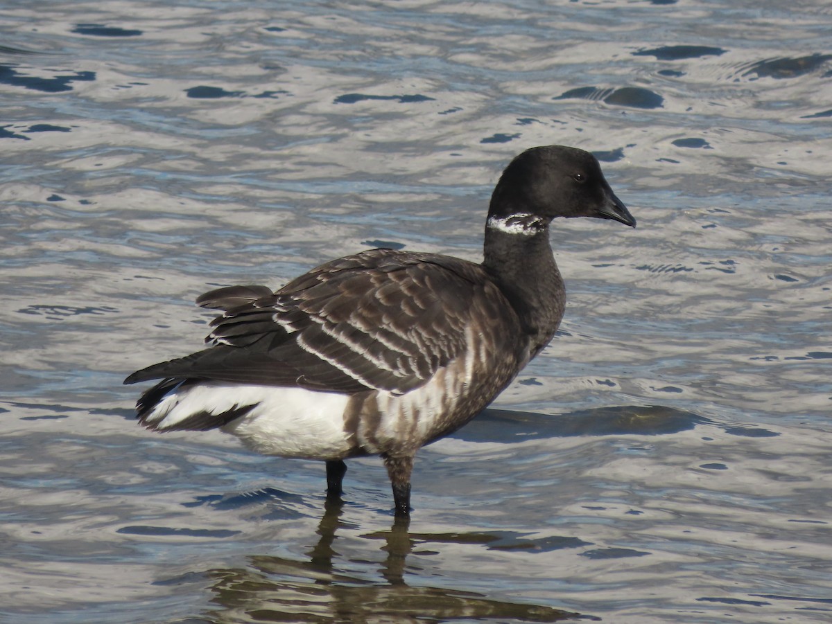 berneška tmavá - ML645635560