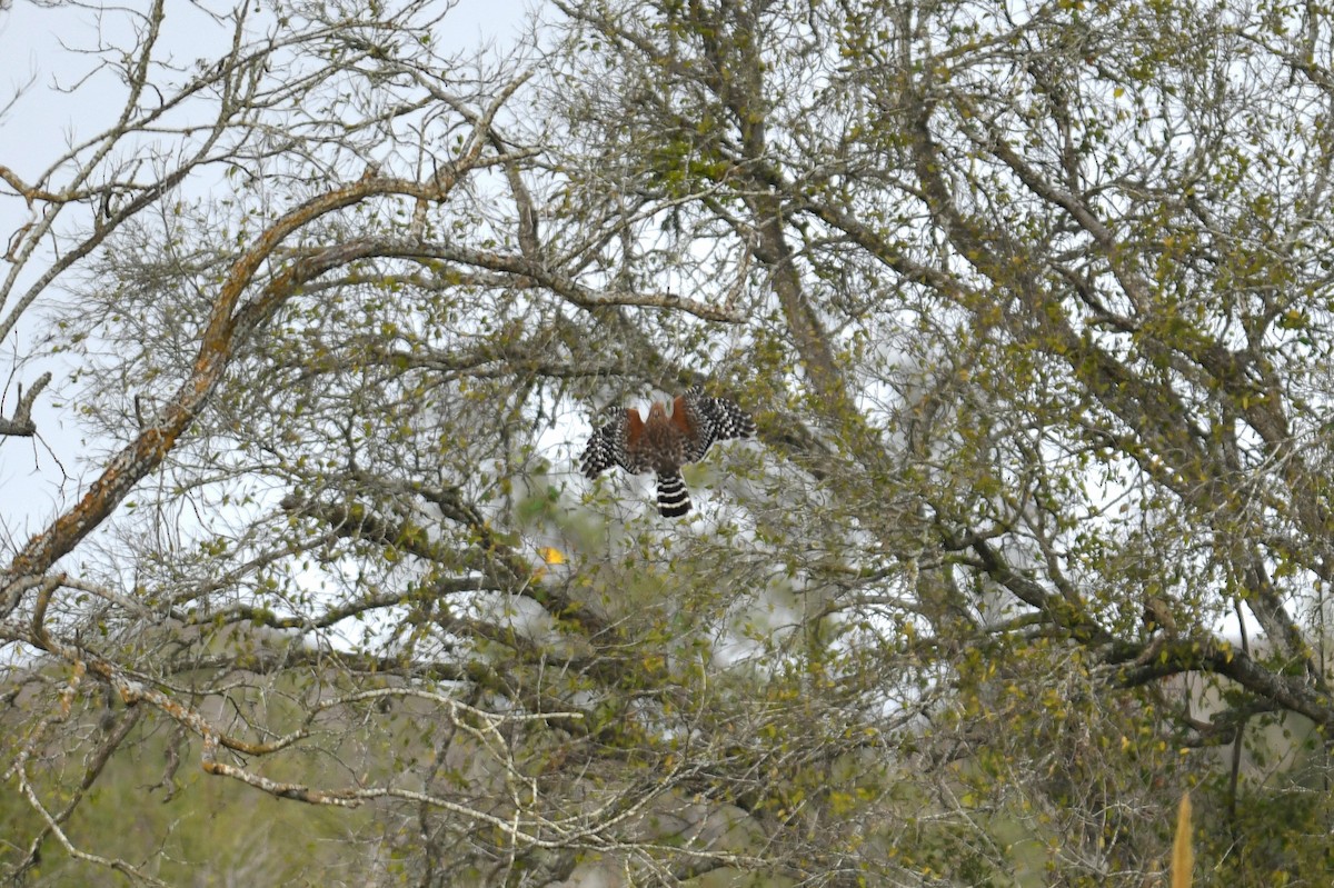 káně páskovaná - ML645635562