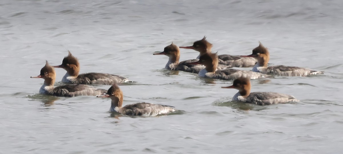 morčák prostřední - ML645635564