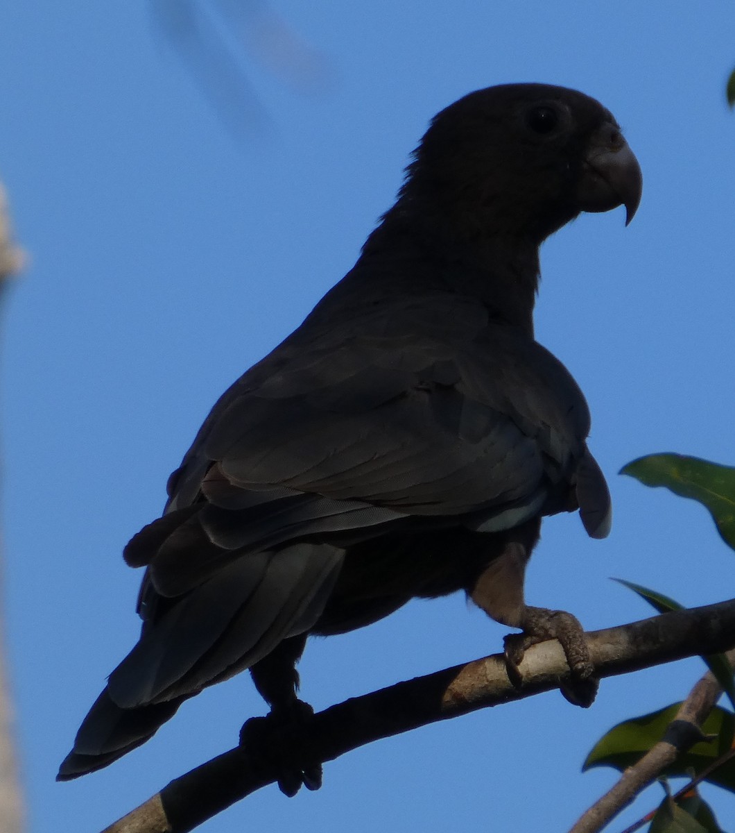 vaza malý - ML645635566