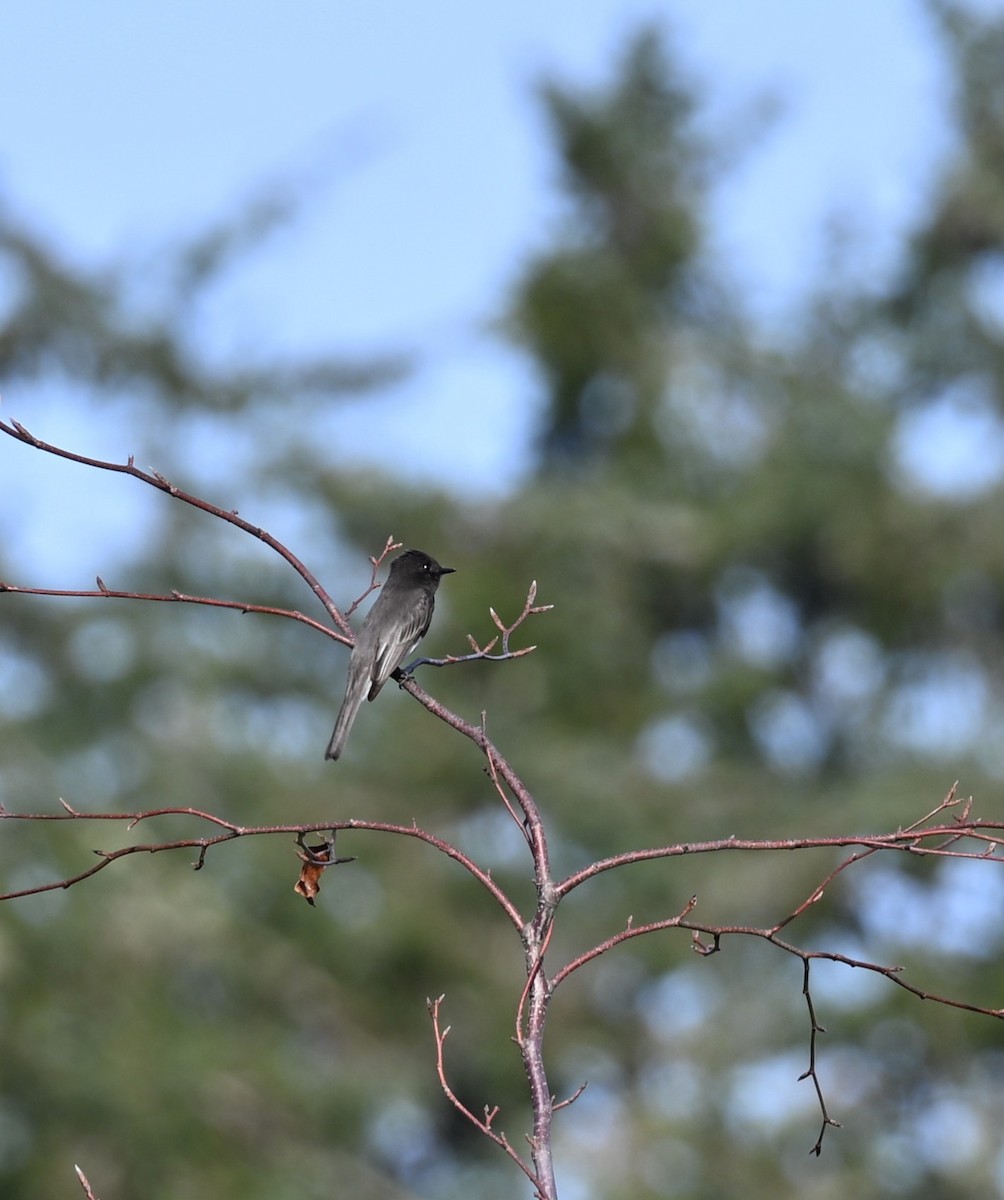 Black Phoebe - ML645635567