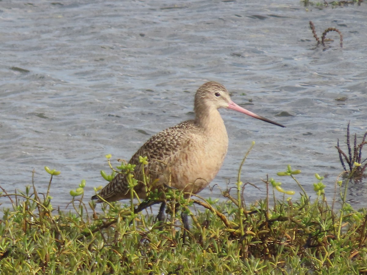 břehouš velký - ML645635574