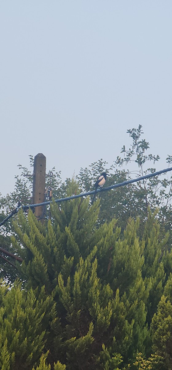 straka obecná - ML645635576