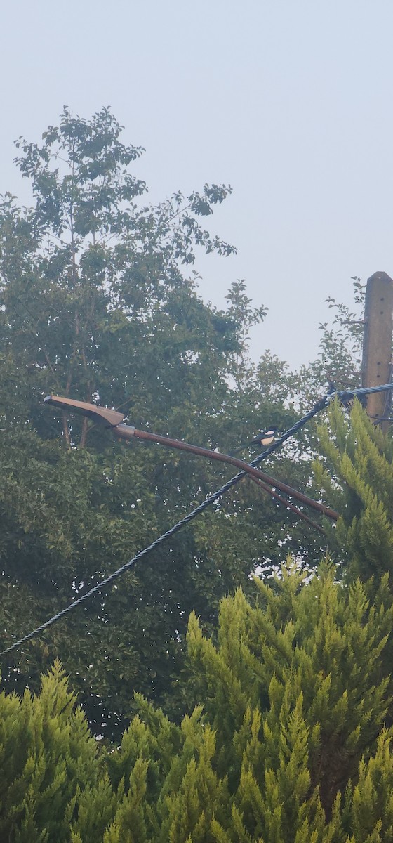 straka obecná - ML645635577