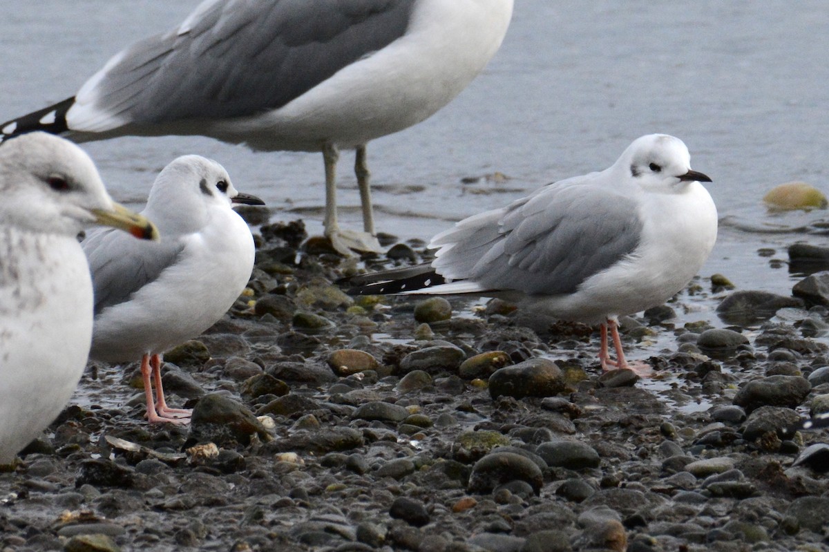 racek Bonapartův - ML645635579