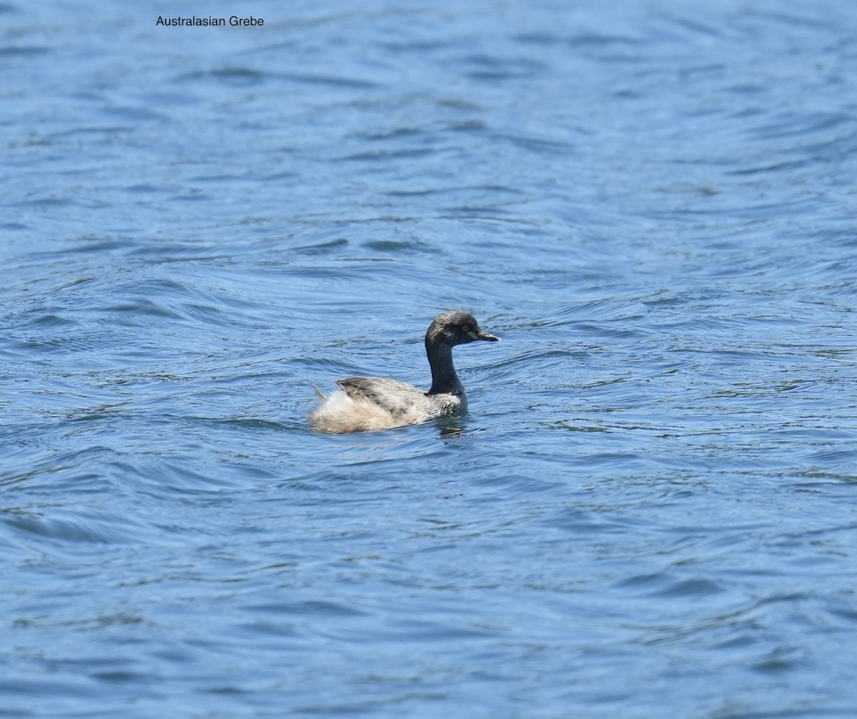 potápka australasijská - ML645635580