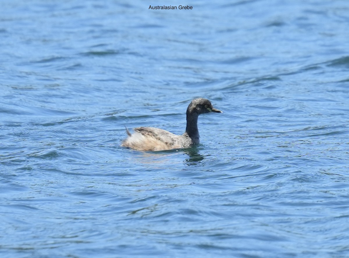 potápka australasijská - ML645635581