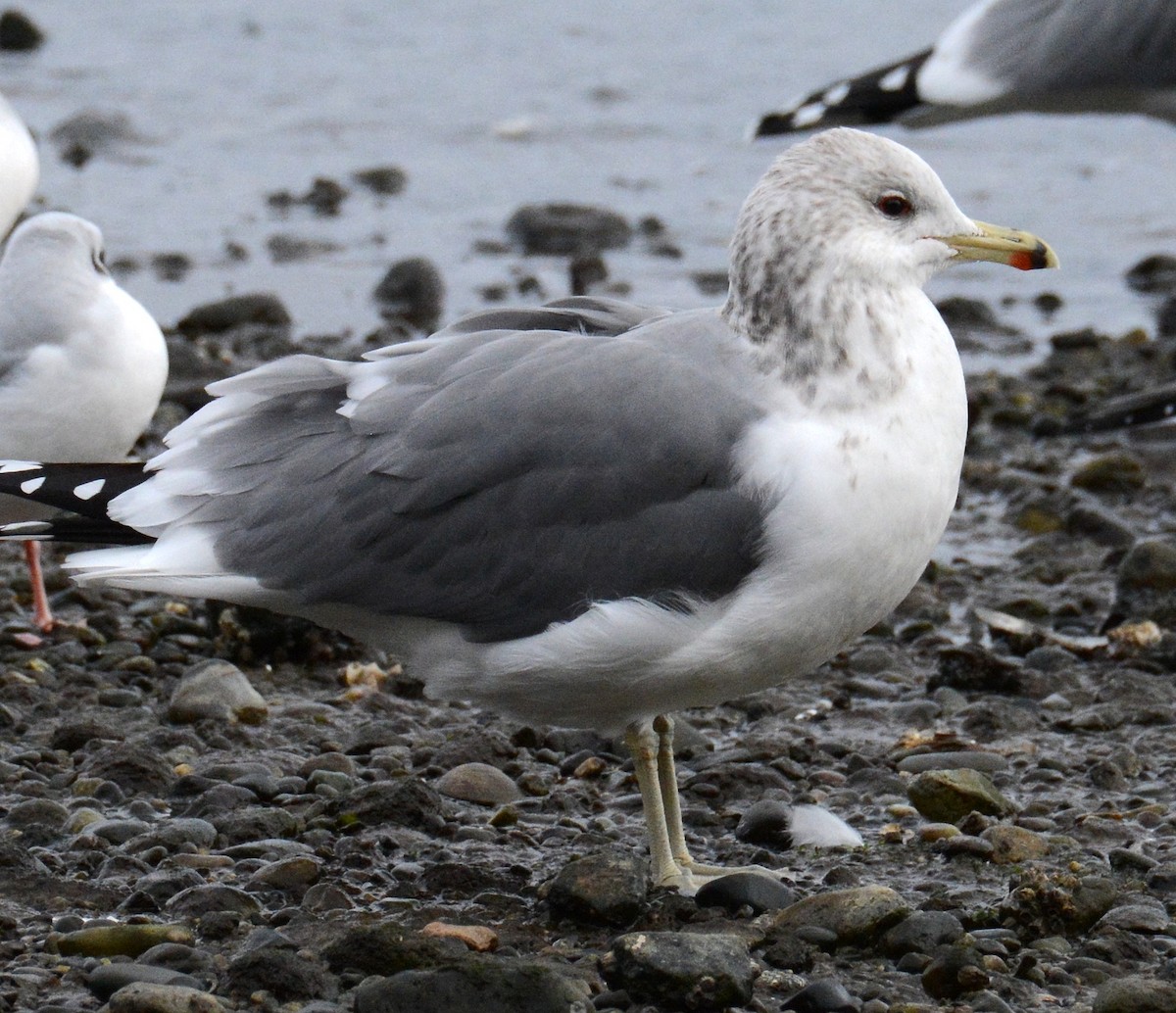 racek jezerní - ML645635584