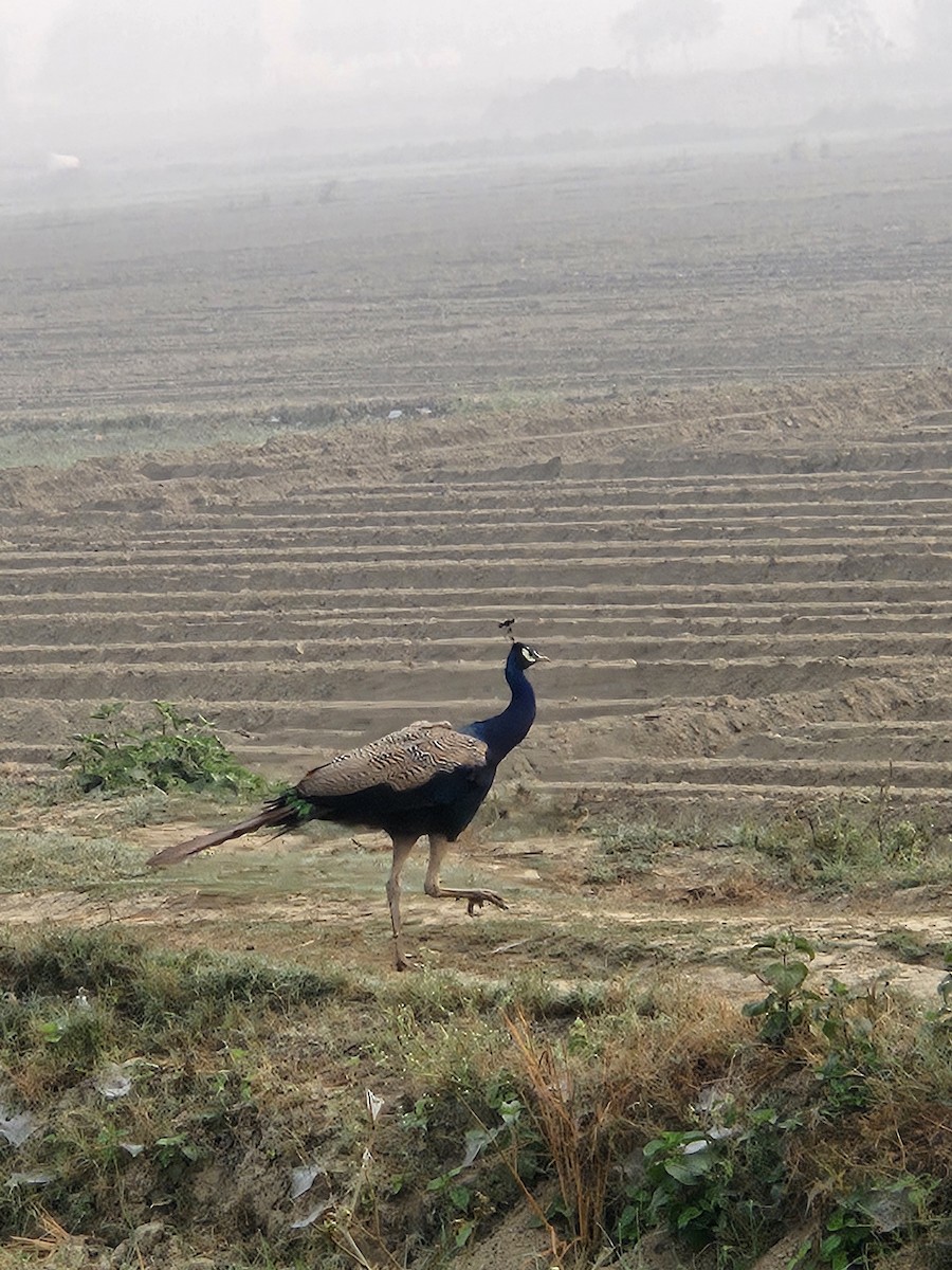 páv korunkatý - ML645635586