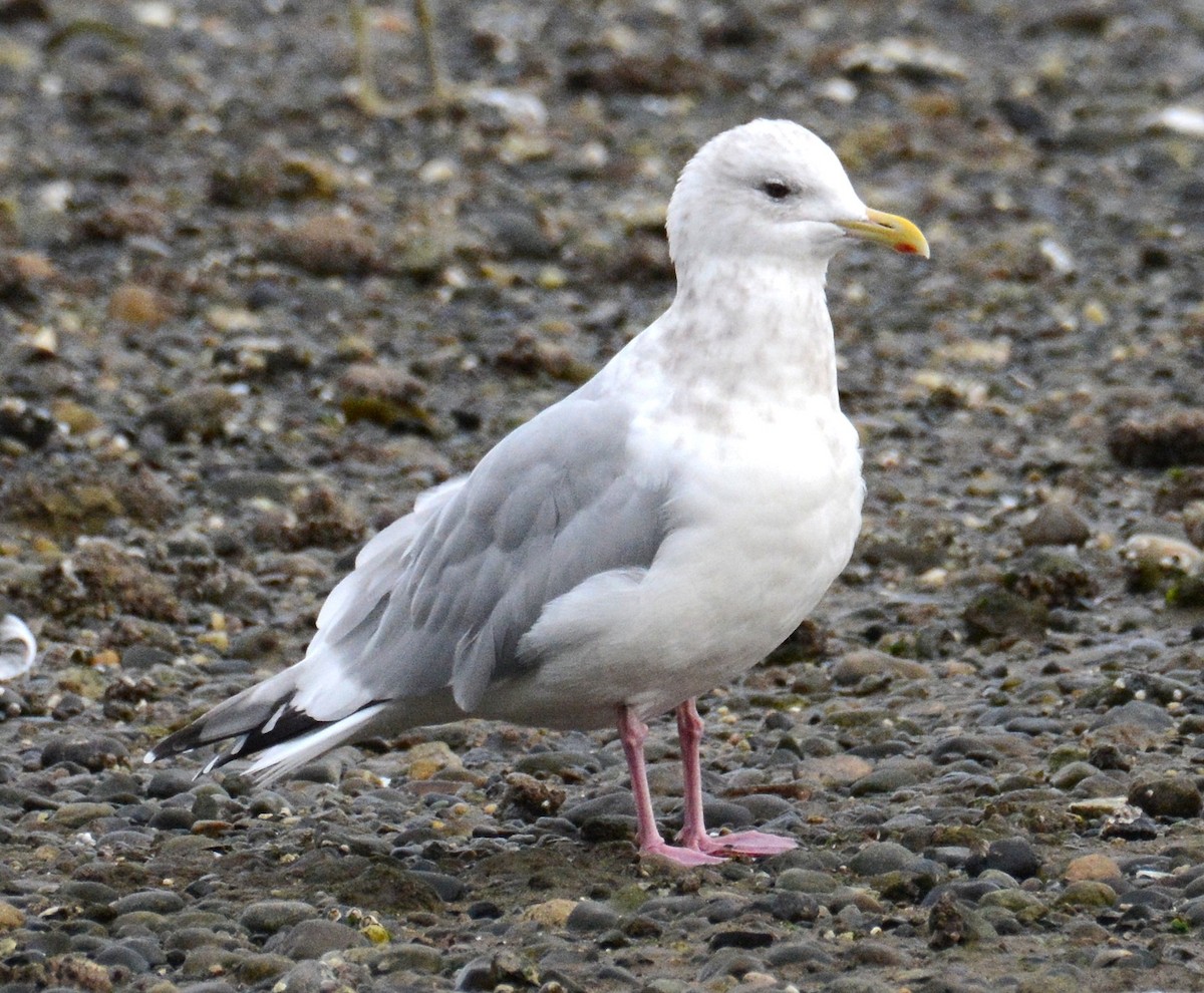 Iceland Gull - ML645635593
