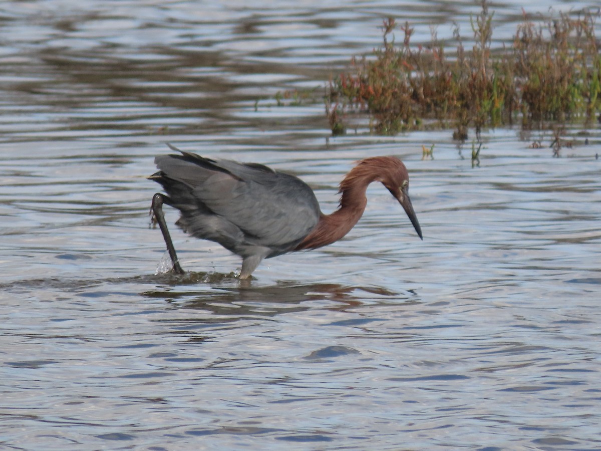 Чепура рудошия - ML645635604