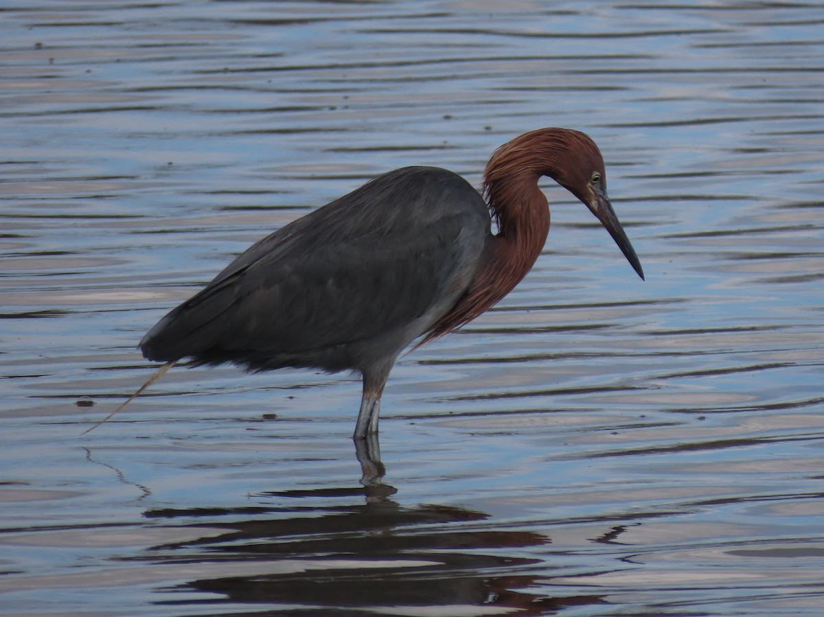 Чепура рудошия - ML645635605