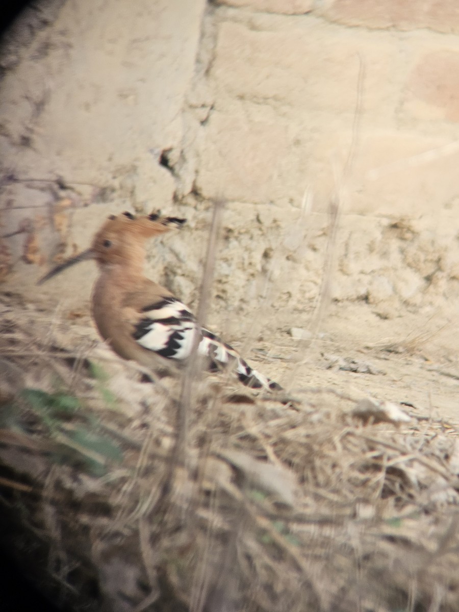 Одуд євразійський - ML645635606