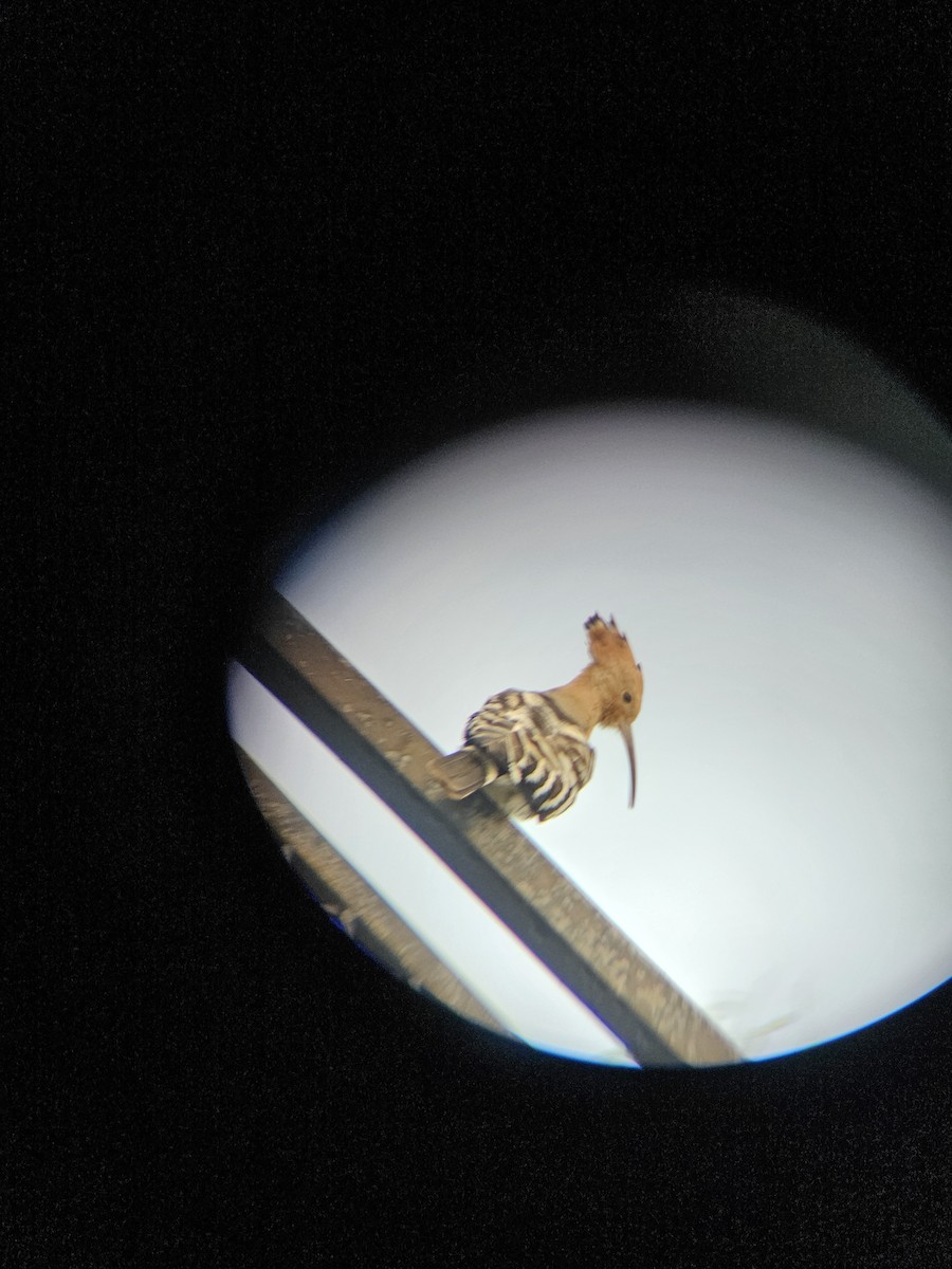 Одуд євразійський - ML645635607