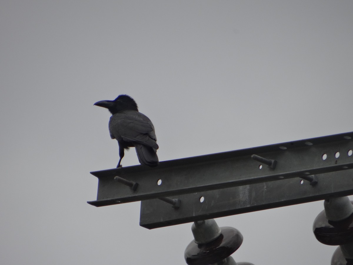 Ворона великодзьоба - ML645635609