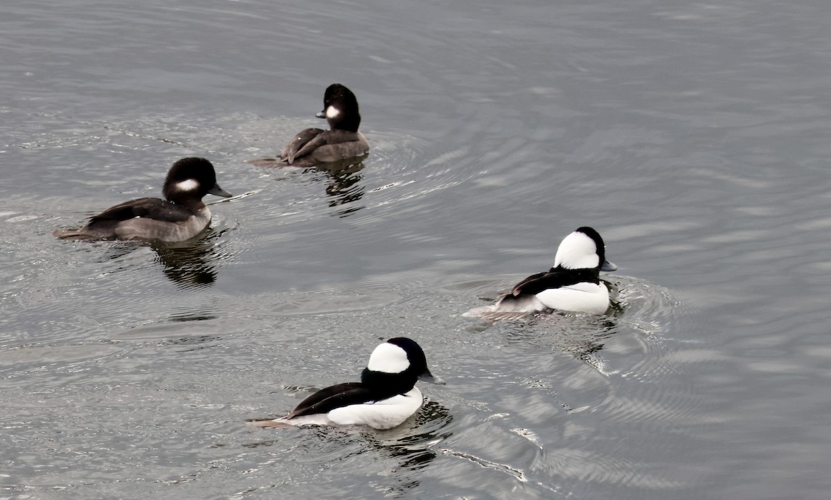 Гоголь малий - ML645635610