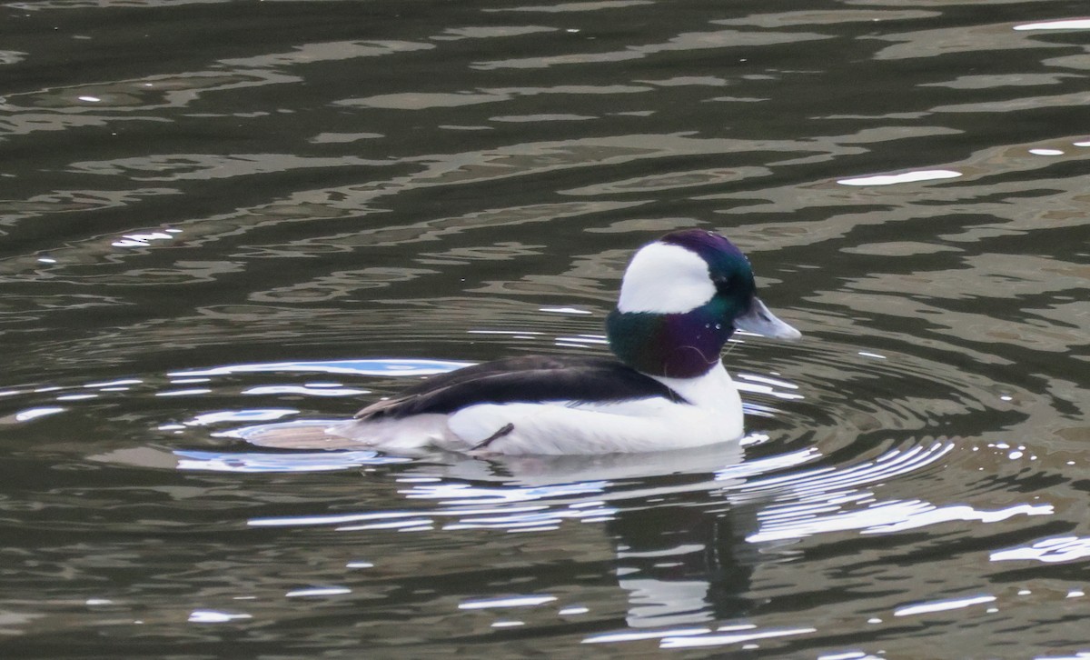 Гоголь малий - ML645635611