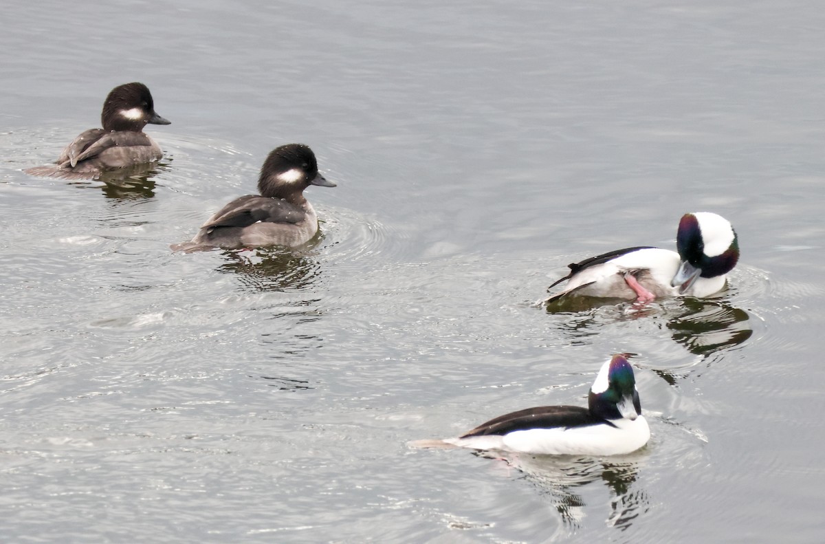 Гоголь малий - ML645635612