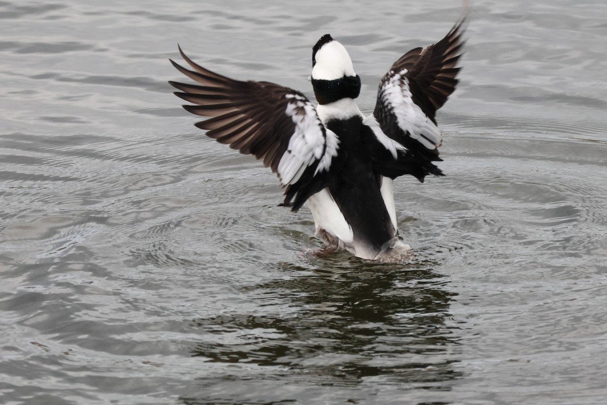 Гоголь малий - ML645635613