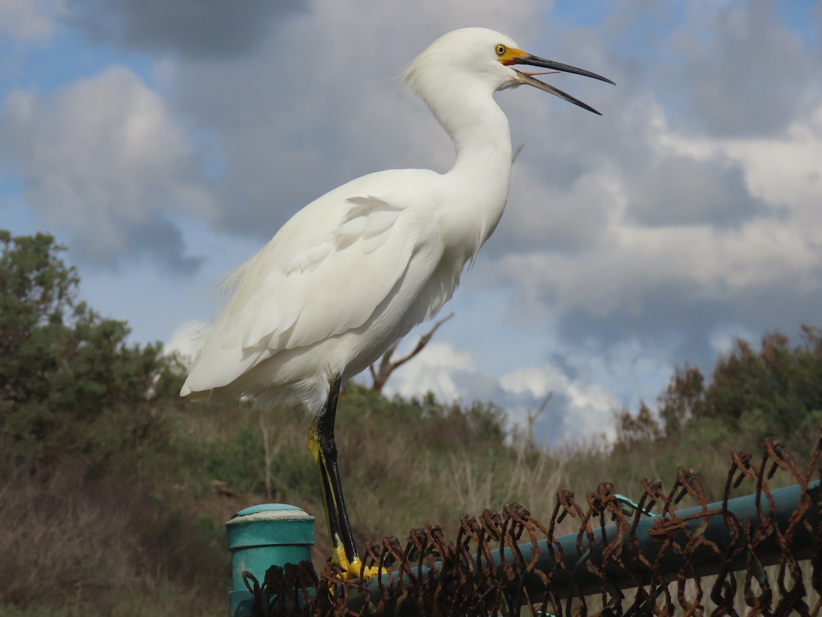 Чепура американська - ML645635614