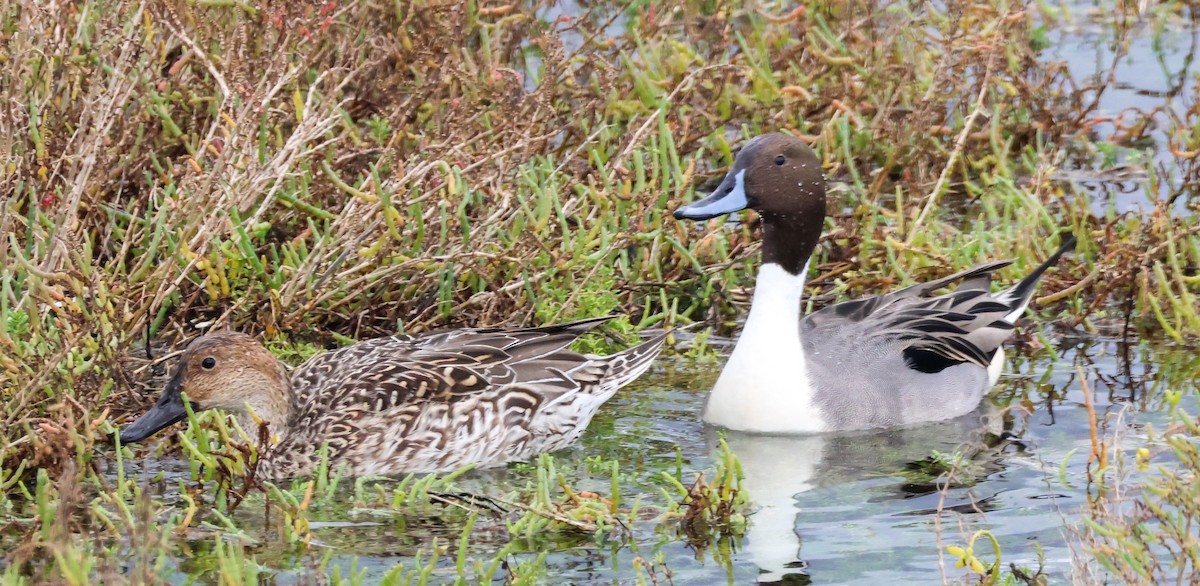 Шилохвіст північний - ML645635616