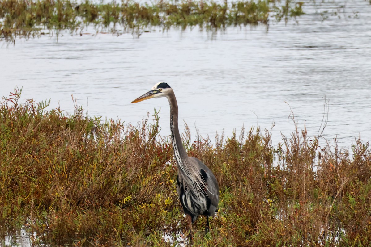 Чапля північна - ML645635617