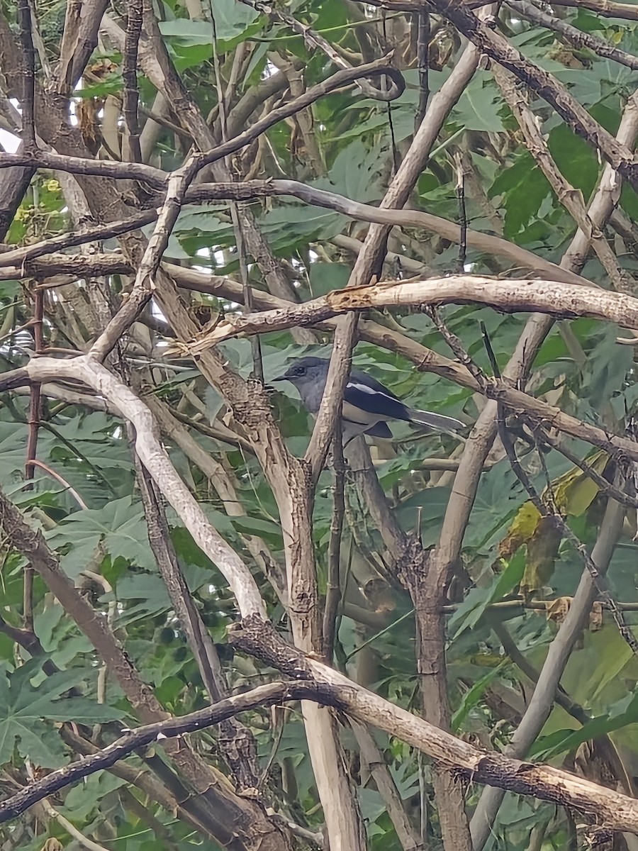 Шама східна - ML645635618