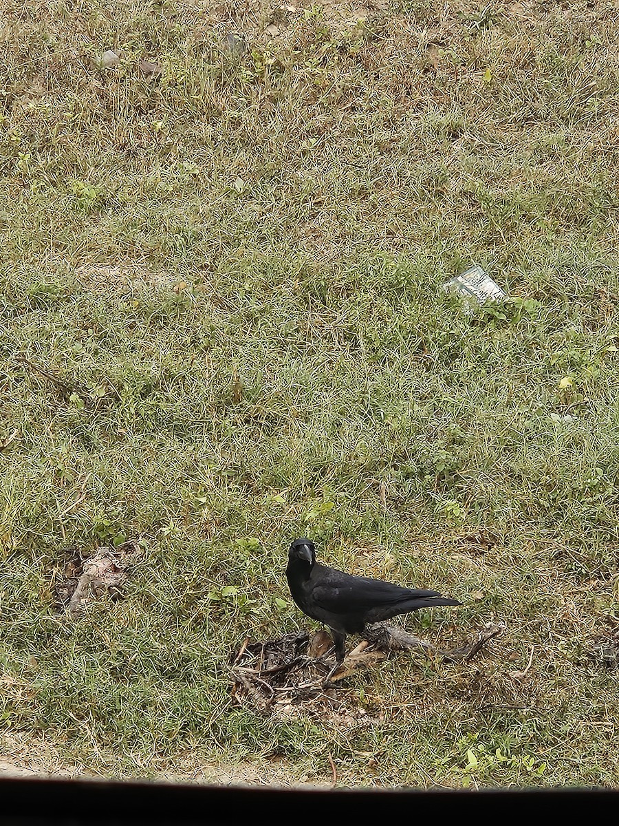 Ворона великодзьоба - ML645635619