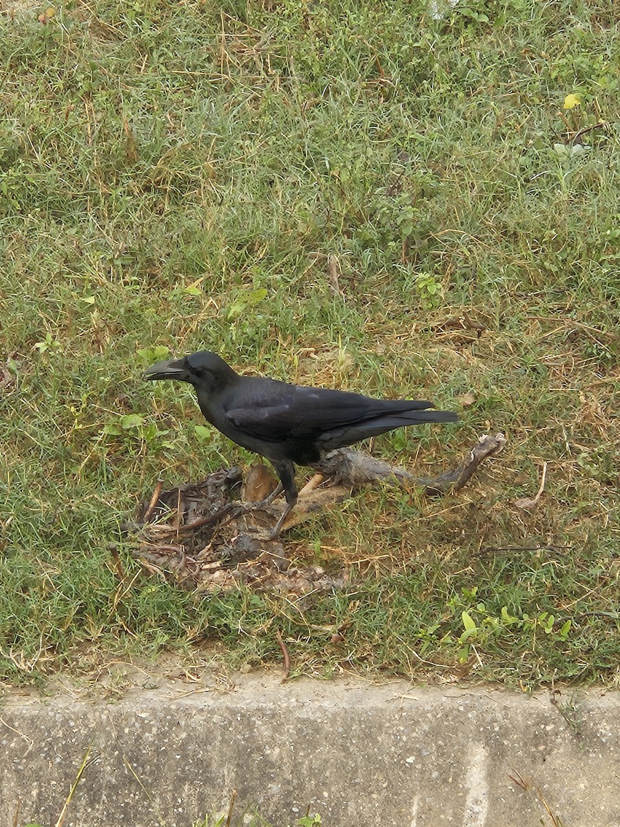 Ворона великодзьоба - ML645635620