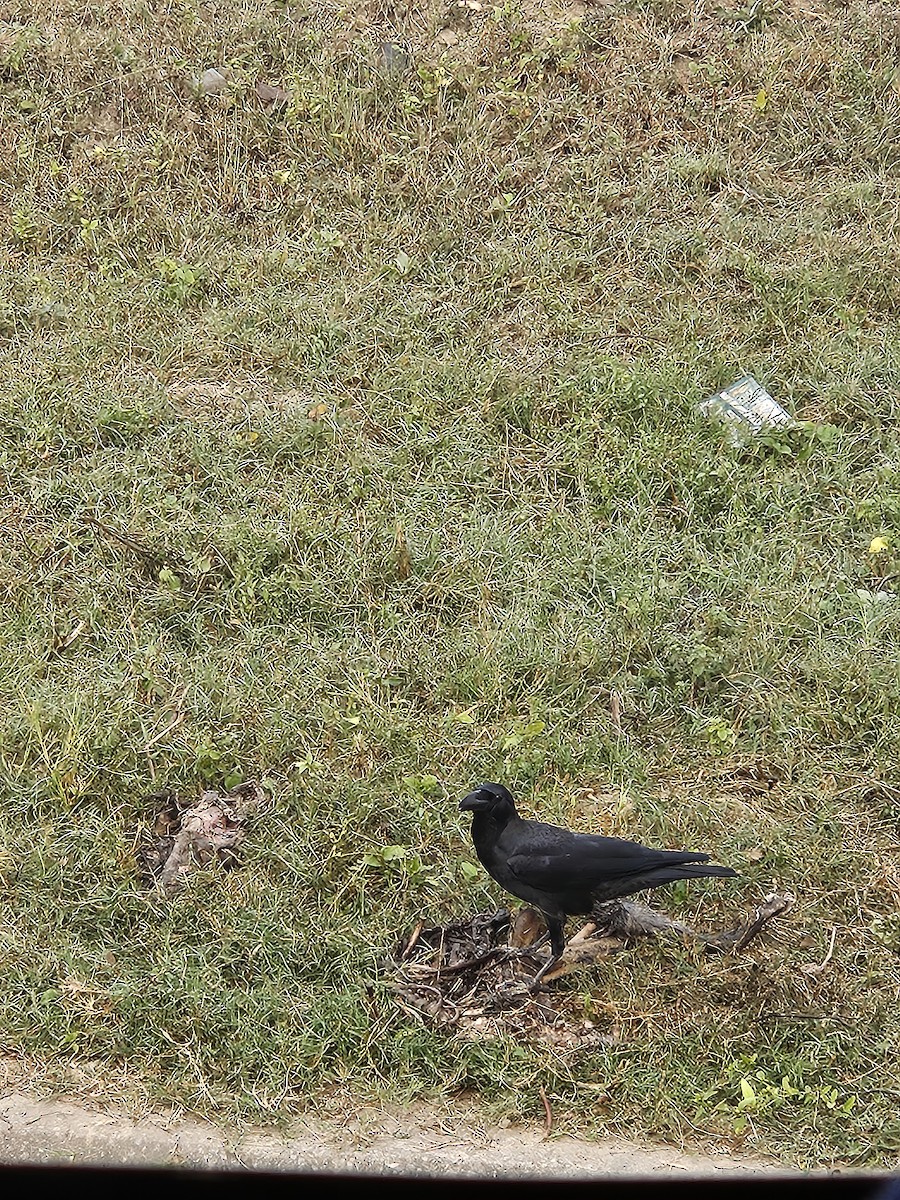 Ворона великодзьоба - ML645635621