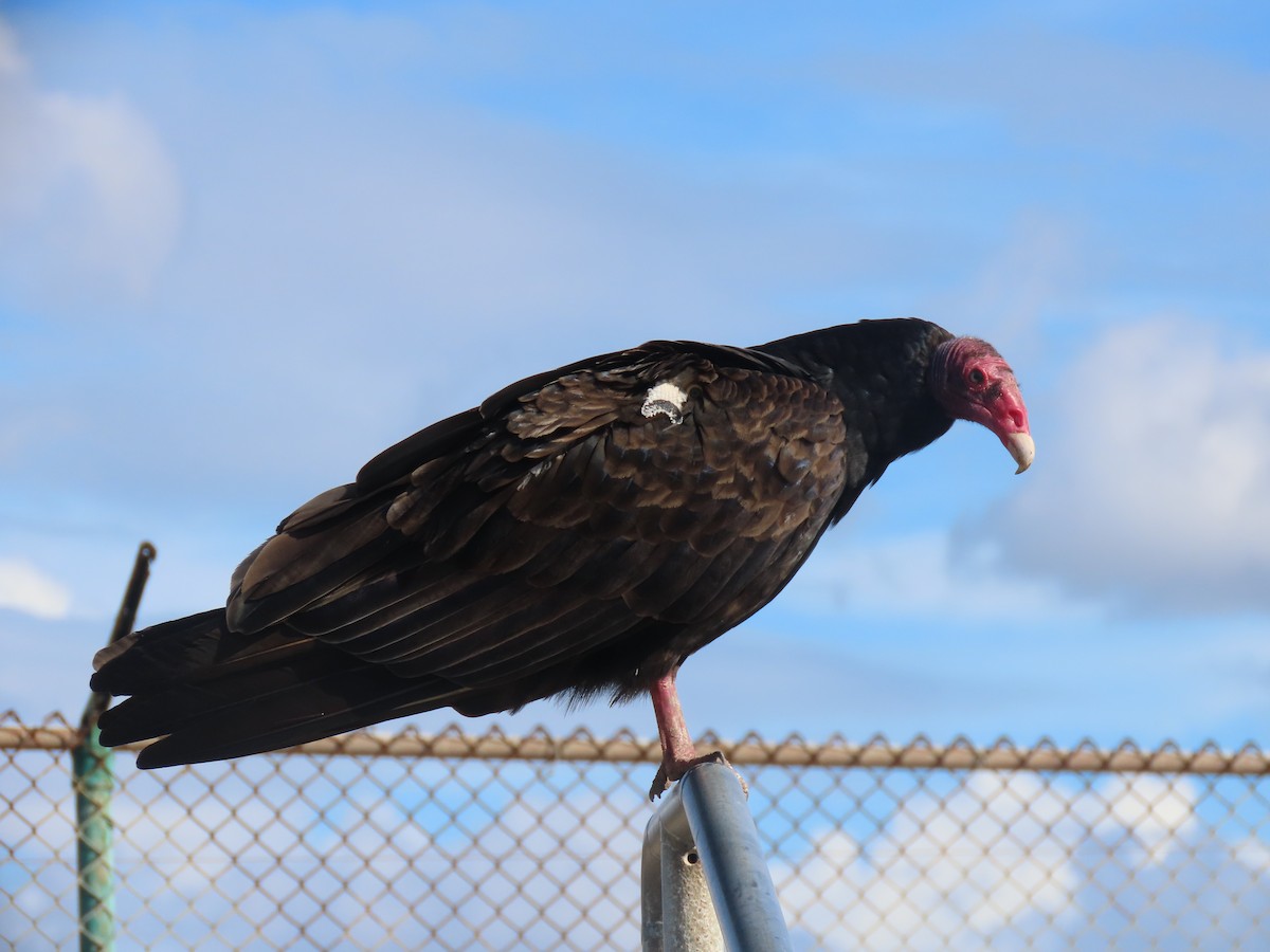 Катарта червоноголова - ML645635622