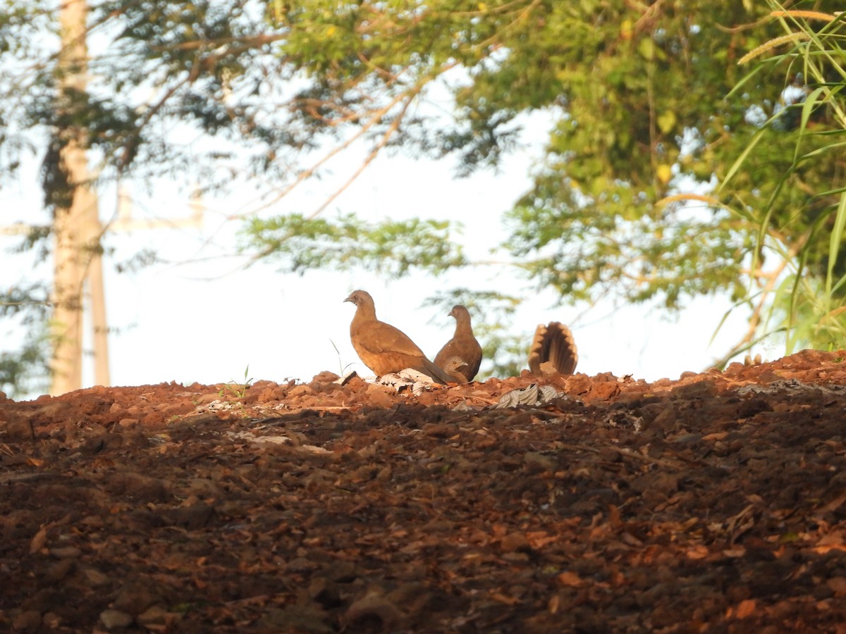 Чачалака східна - ML645635623