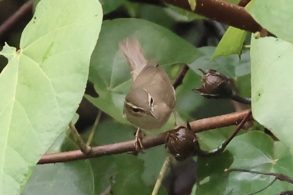 Вівчарик бурий - ML645635626