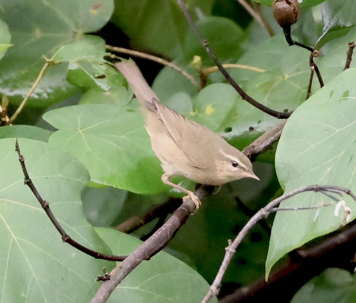 Вівчарик бурий - ML645635627