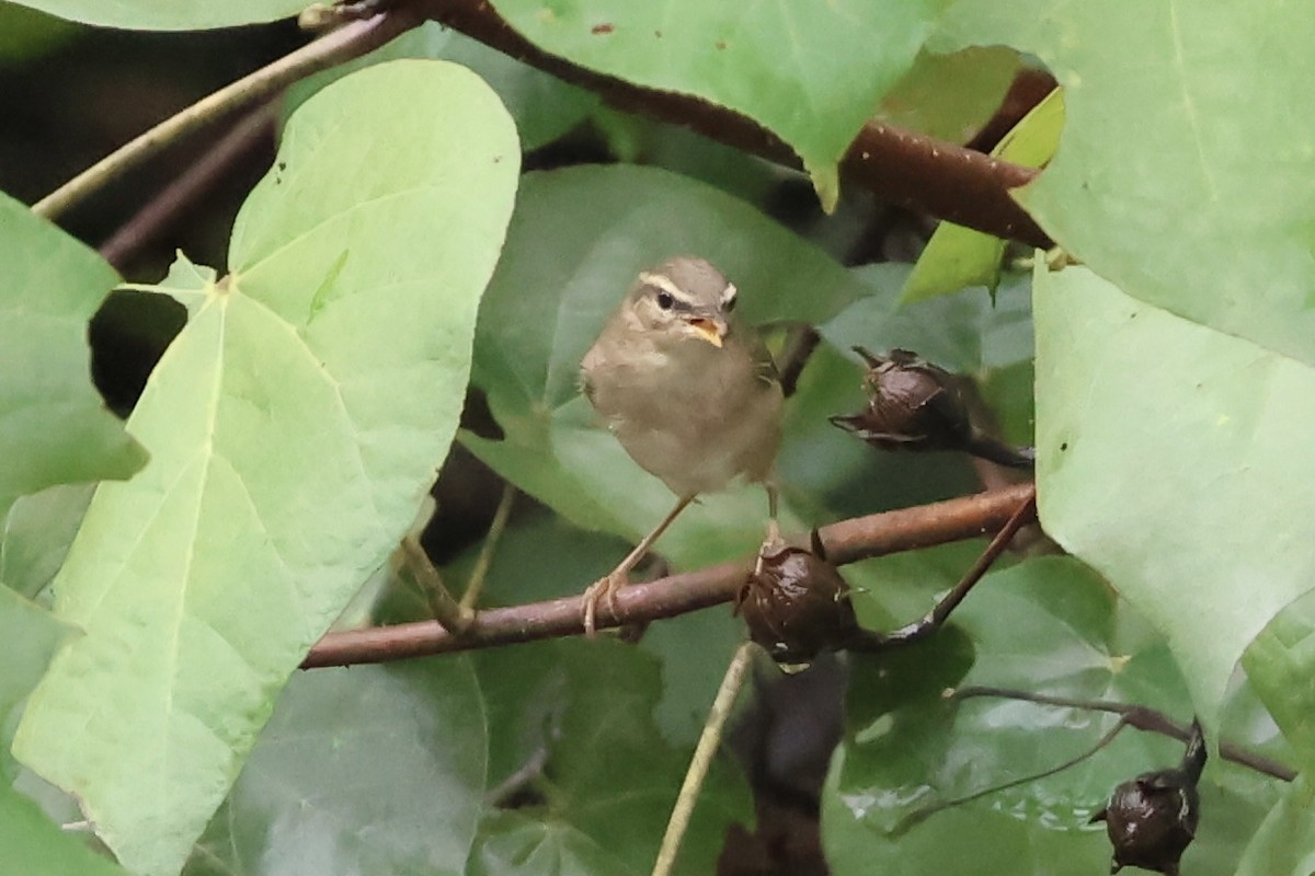 Вівчарик бурий - ML645635628