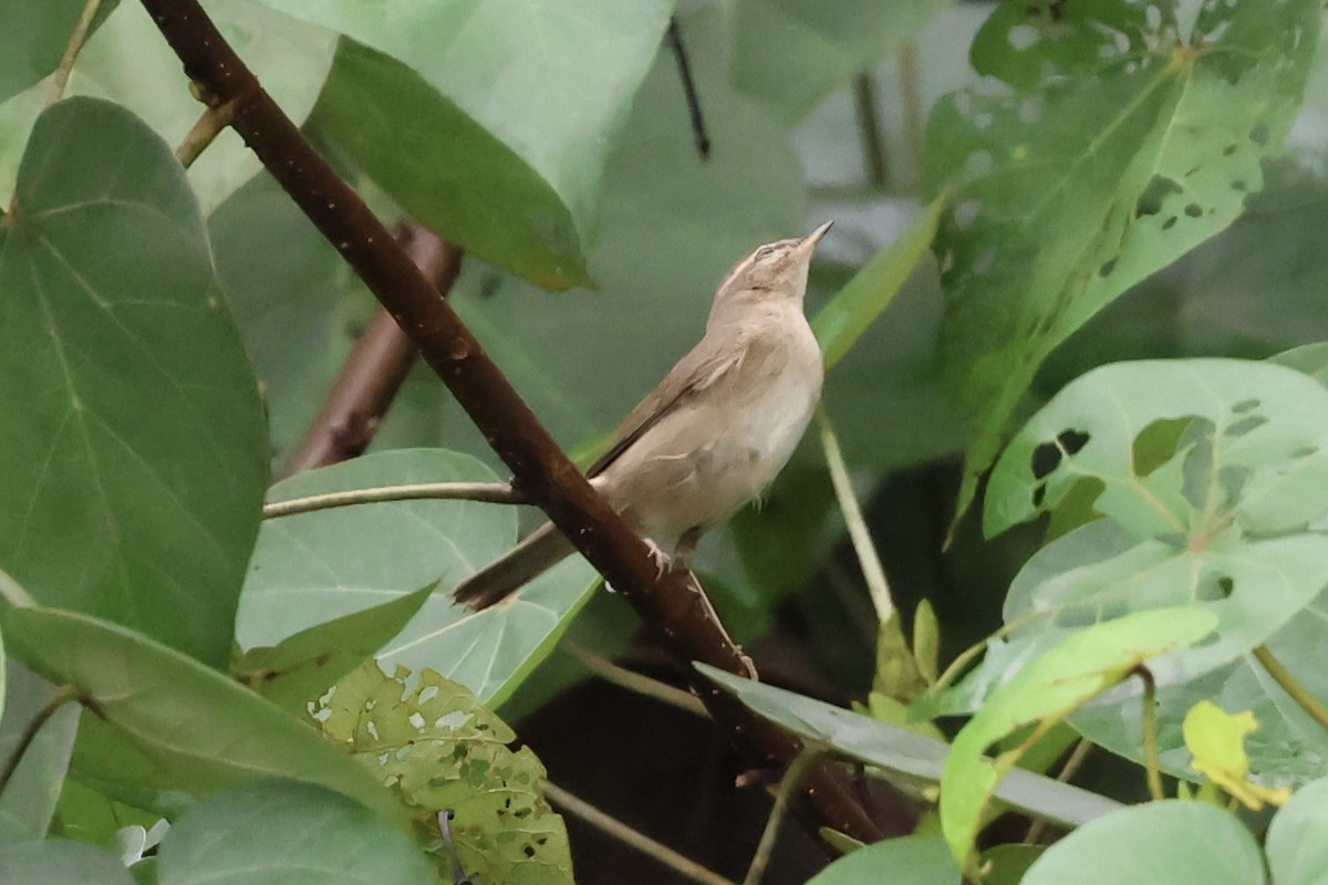 Вівчарик бурий - ML645635629