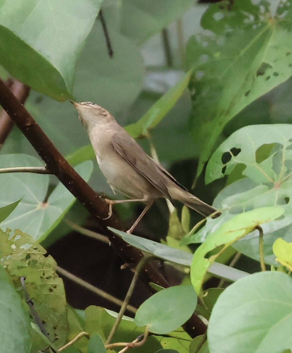 Вівчарик бурий - ML645635630
