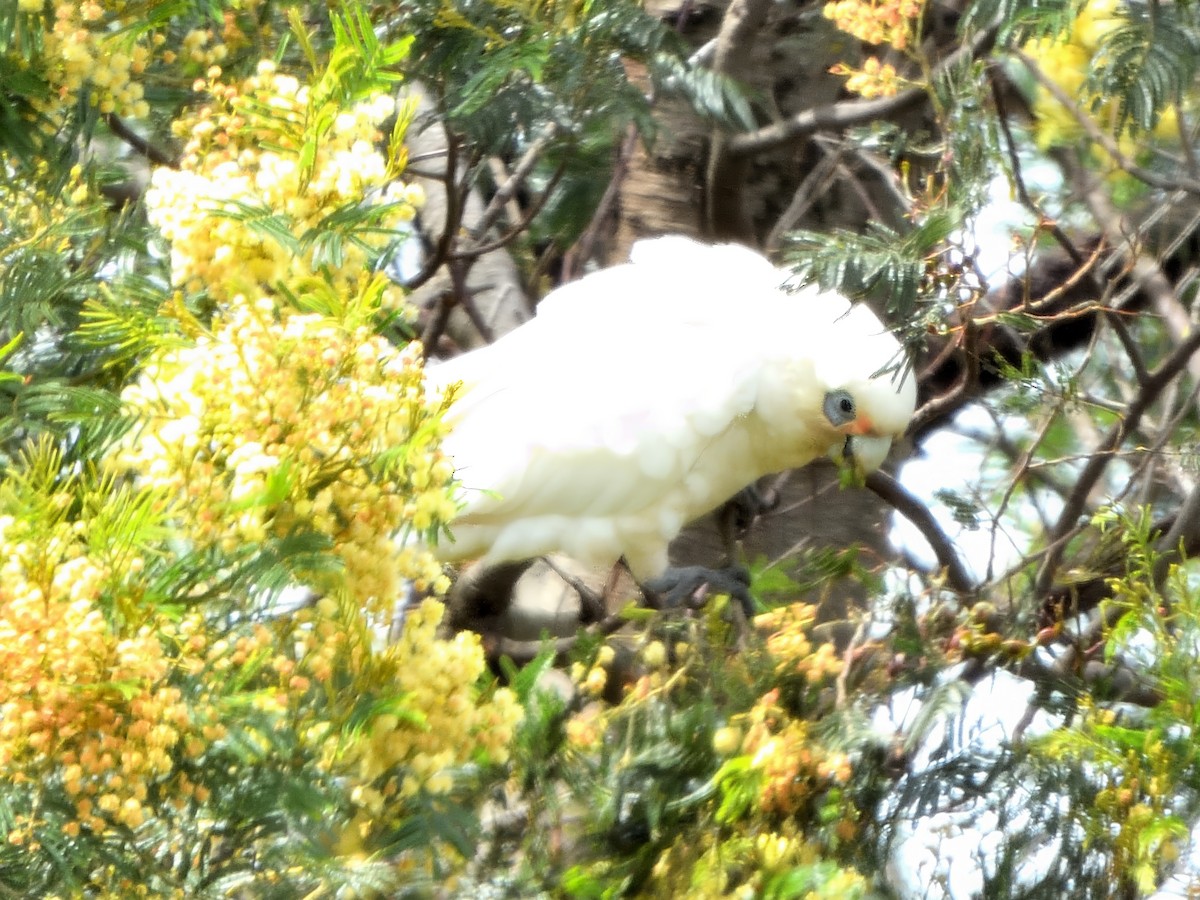 Какаду малий - ML645635632