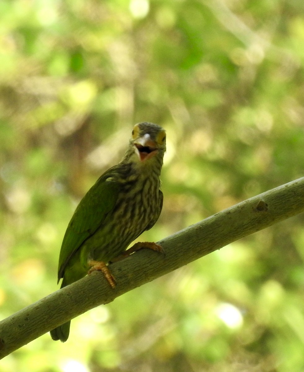 Бородастик смугастий - ML645635633