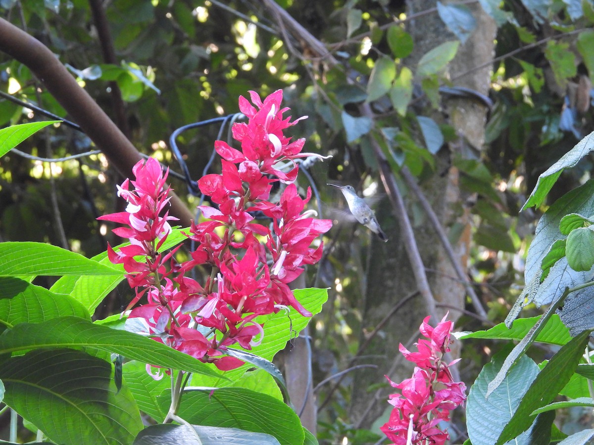 Колібрі рубіновогорлий - ML645635634