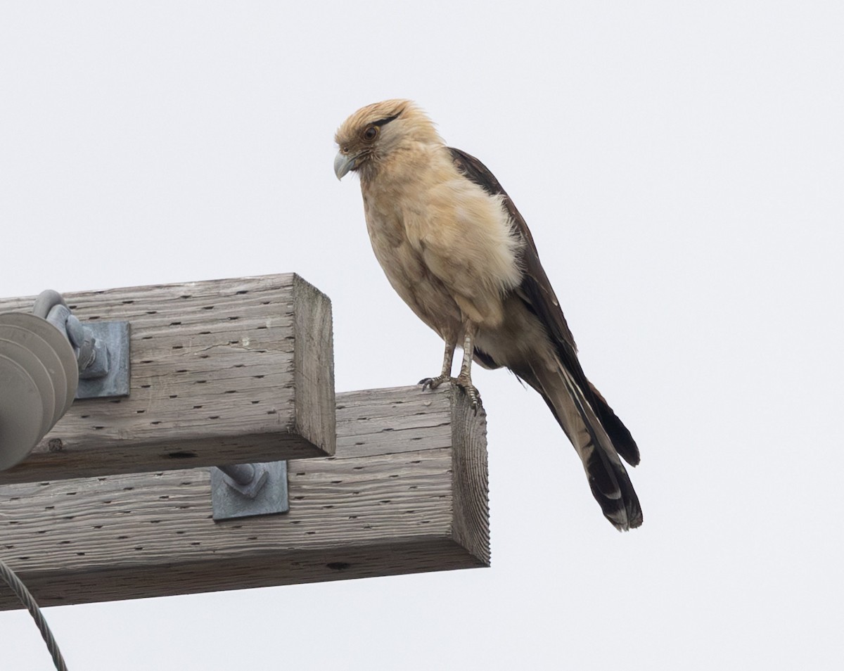 Хімахіма - ML645635636