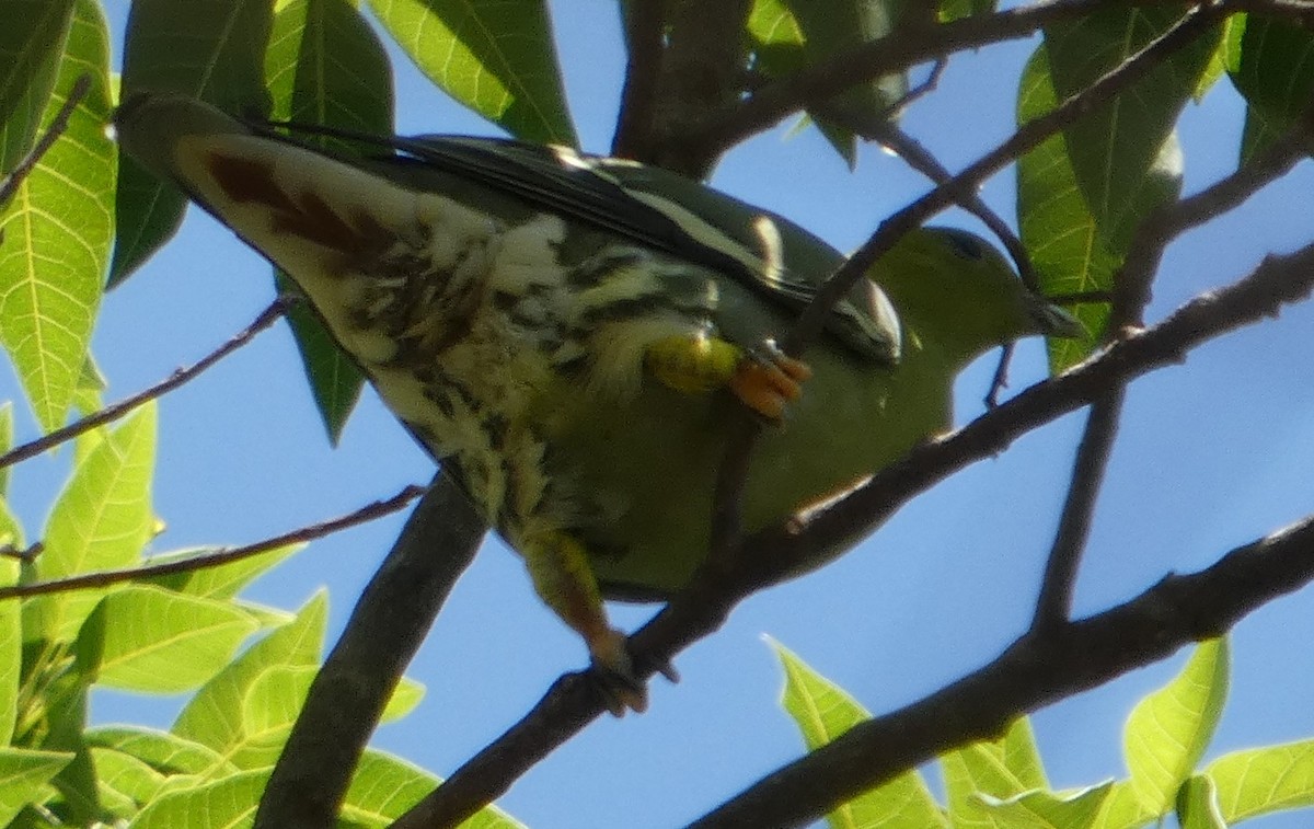 Madagascar Green-Pigeon - ML645635639
