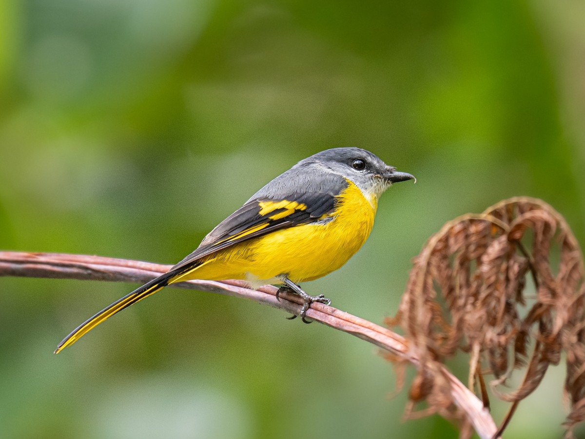 Личинкоїд сірощокий - ML645635640