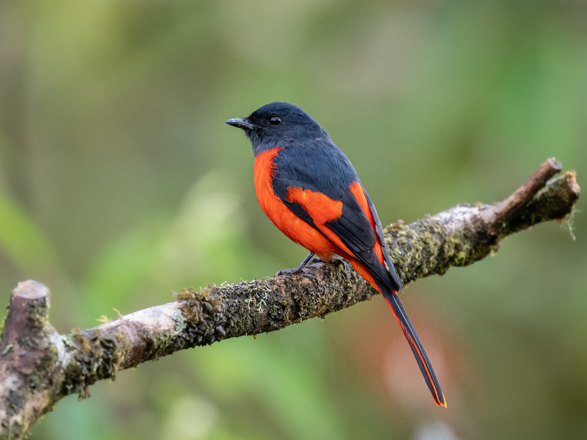 Личинкоїд сірощокий - ML645635641