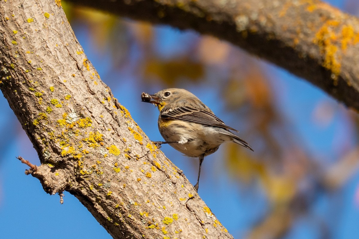 Yellow-rumped Warbler (Myrtle) - ML645635648