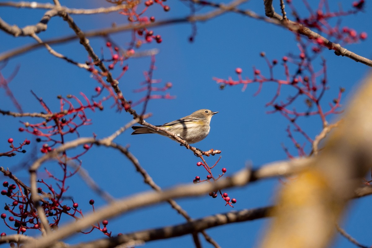 Yellow-rumped Warbler (Myrtle) - ML645635649