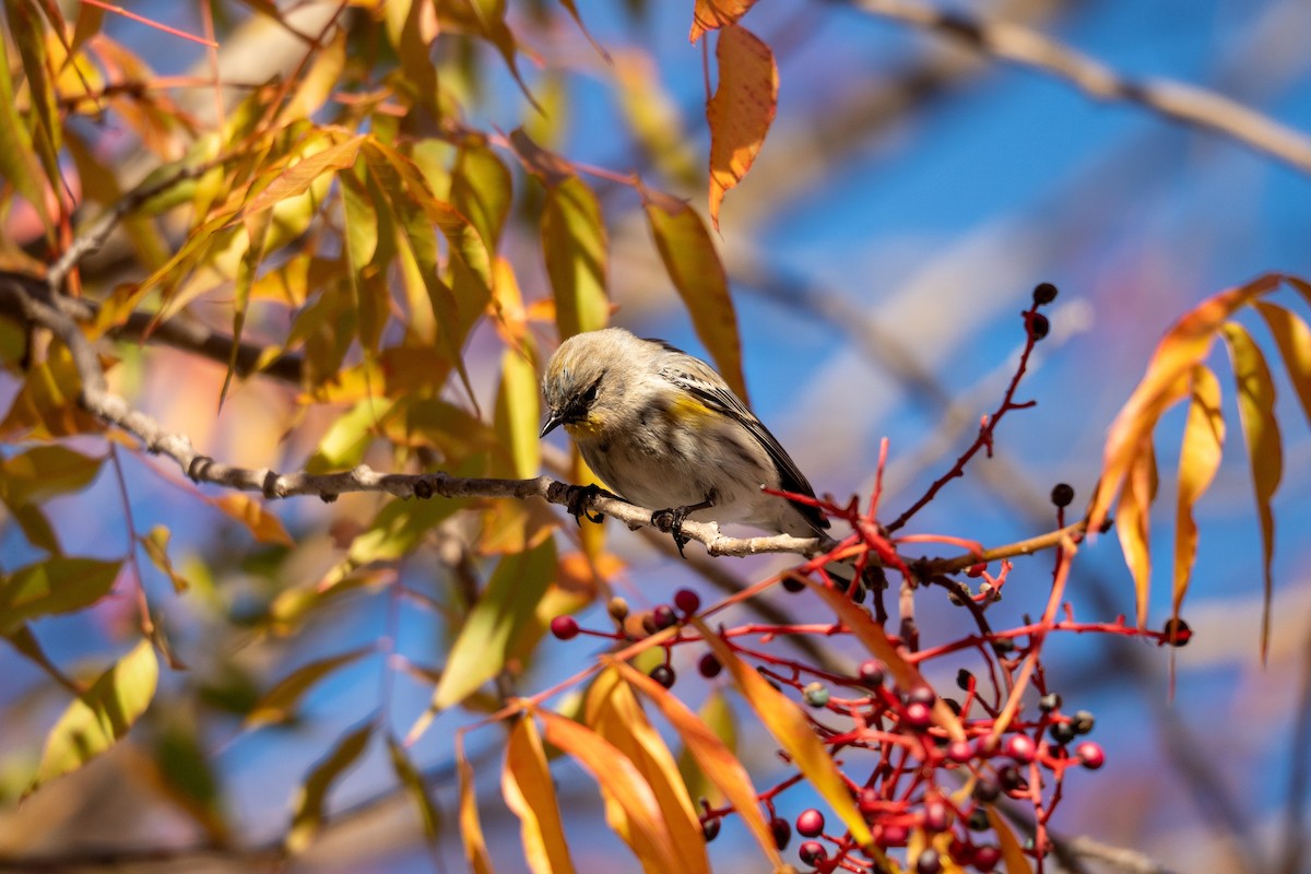 Yellow-rumped Warbler (Myrtle) - ML645635650