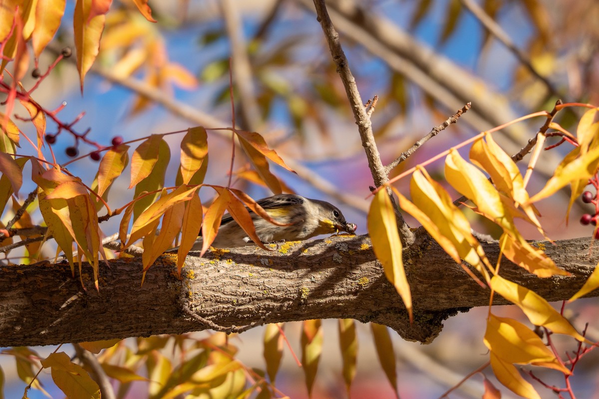Yellow-rumped Warbler (Myrtle) - ML645635651