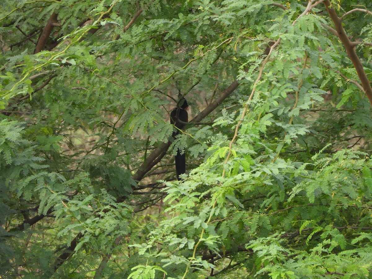 Chestnut-winged Cuckoo - ML645635653